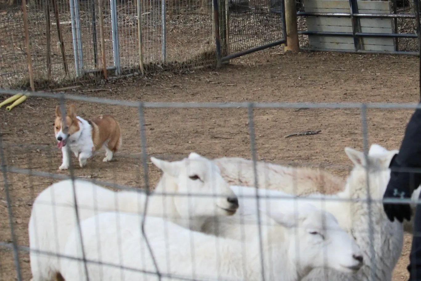 Pembroke Corgi working sheep in the pen