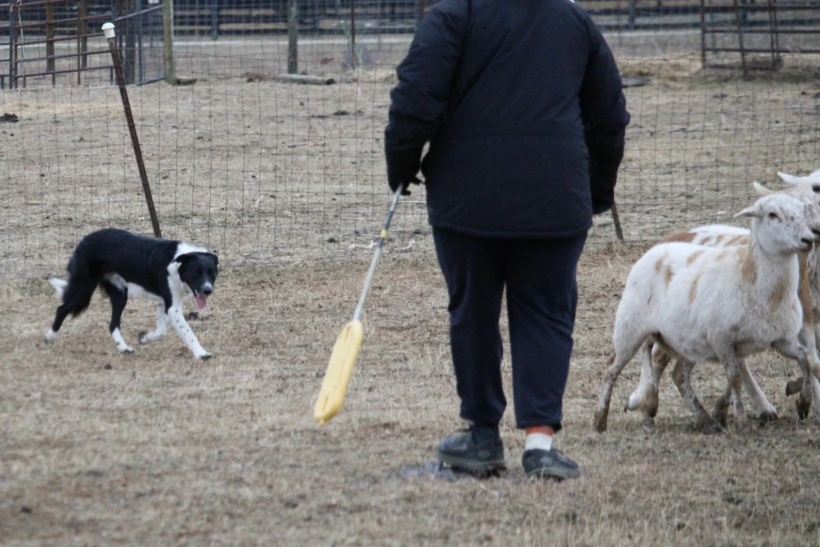 Handler, Border Collie and sheep in the lower field